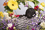 Standard Poodle