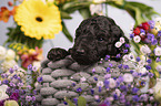Standard Poodle puppy