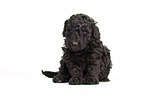 Standard Poodle