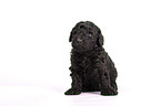 Standard Poodle