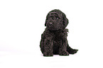 Standard Poodle puppy