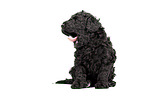 Standard Poodle puppy