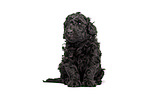 Standard Poodle puppy