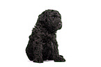 Standard Poodle