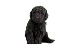 Standard Poodle puppy