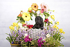 Standard Poodle puppy
