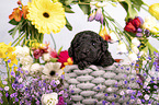 Standard Poodle