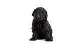 Standard Poodle puppy