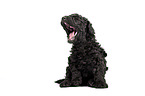 Standard Poodle