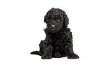 Standard Poodle puppy