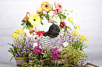 Standard Poodle