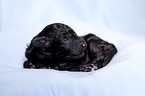 Standard Poodle