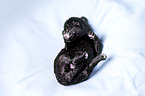 Standard Poodle