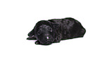 Standard Poodle puppy