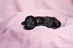 Standard Poodle