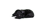 Standard Poodle puppy