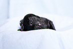 Standard Poodle puppy