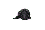 Standard Poodle puppy