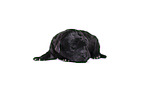 Standard Poodle puppy