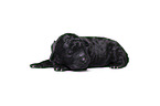 Standard Poodle