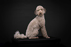 Standard Poodle