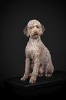 Standard Poodle