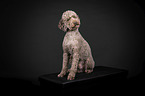 Standard Poodle