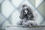 Standard Poodle
