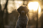 Standard Poodle