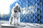 Standard Poodle