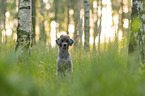 Standard Poodle