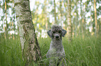 Standard Poodle
