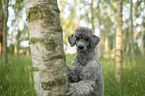 Standard Poodle
