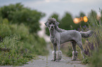 Standard Poodle