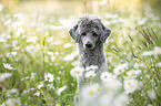 Standard Poodle