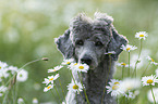 Standard Poodle