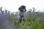 Standard Poodle