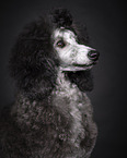 Standard Poodle