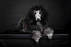Standard Poodle