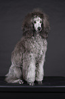 Standard Poodle