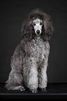 Standard Poodle