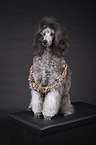 Standard Poodle