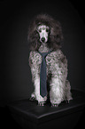Standard Poodle
