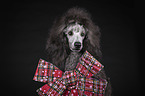 Standard Poodle