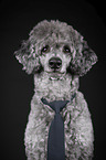 Standard Poodle