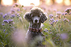 Standard Poodle