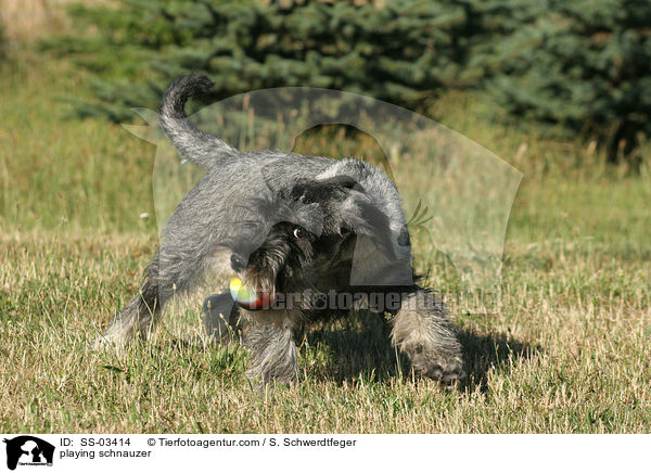 Mittelschnauzer spielt mit Ball / playing schnauzer / SS-03414