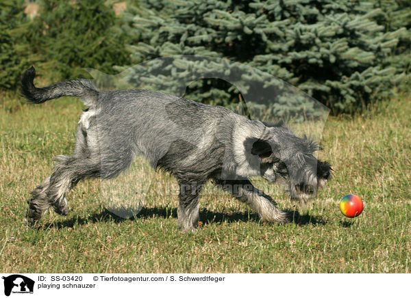 Mittelschnauzer spielt mit Ball / playing schnauzer / SS-03420