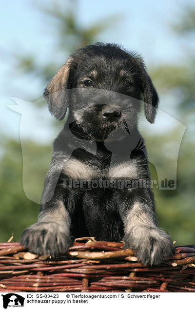 Mittelschnauzer Welpe im Krbchen / schnauzer puppy in basket / SS-03423