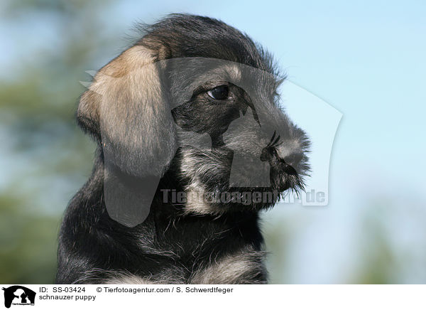 schnauzer puppy / SS-03424